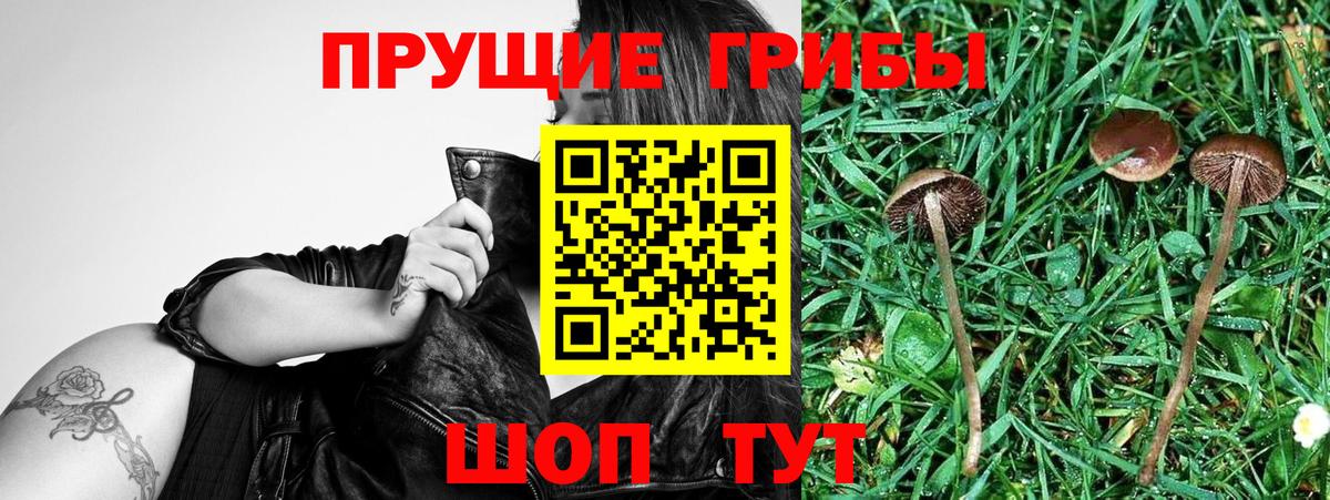 Псилоцибиновые грибы ЛСД Осинники